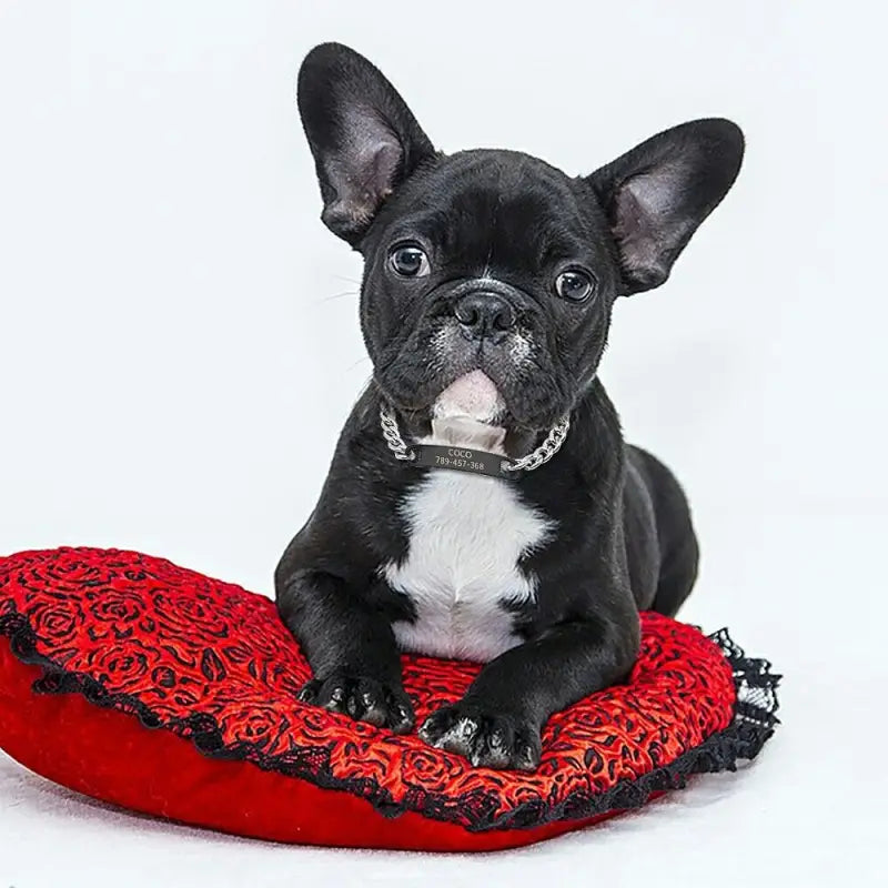 Petit chien assis sur un coussin rouge, présenté dans Collier personnalisé pour chat, chaton, chiot et petit chien