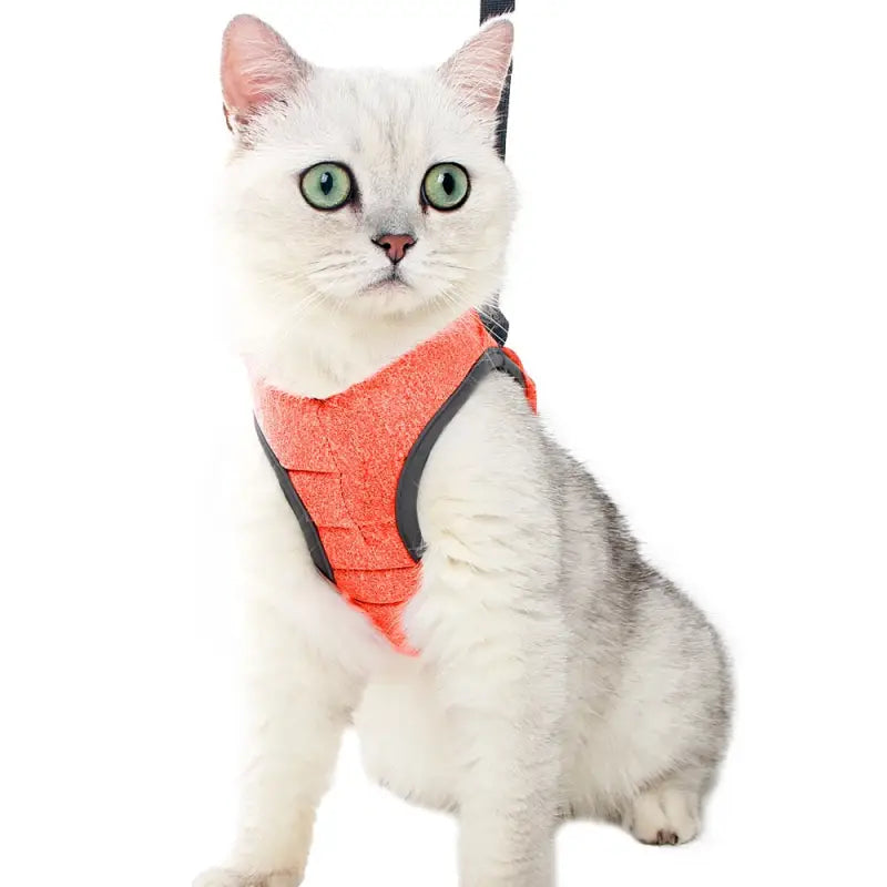 Harnais pour Chaton de 2 mois