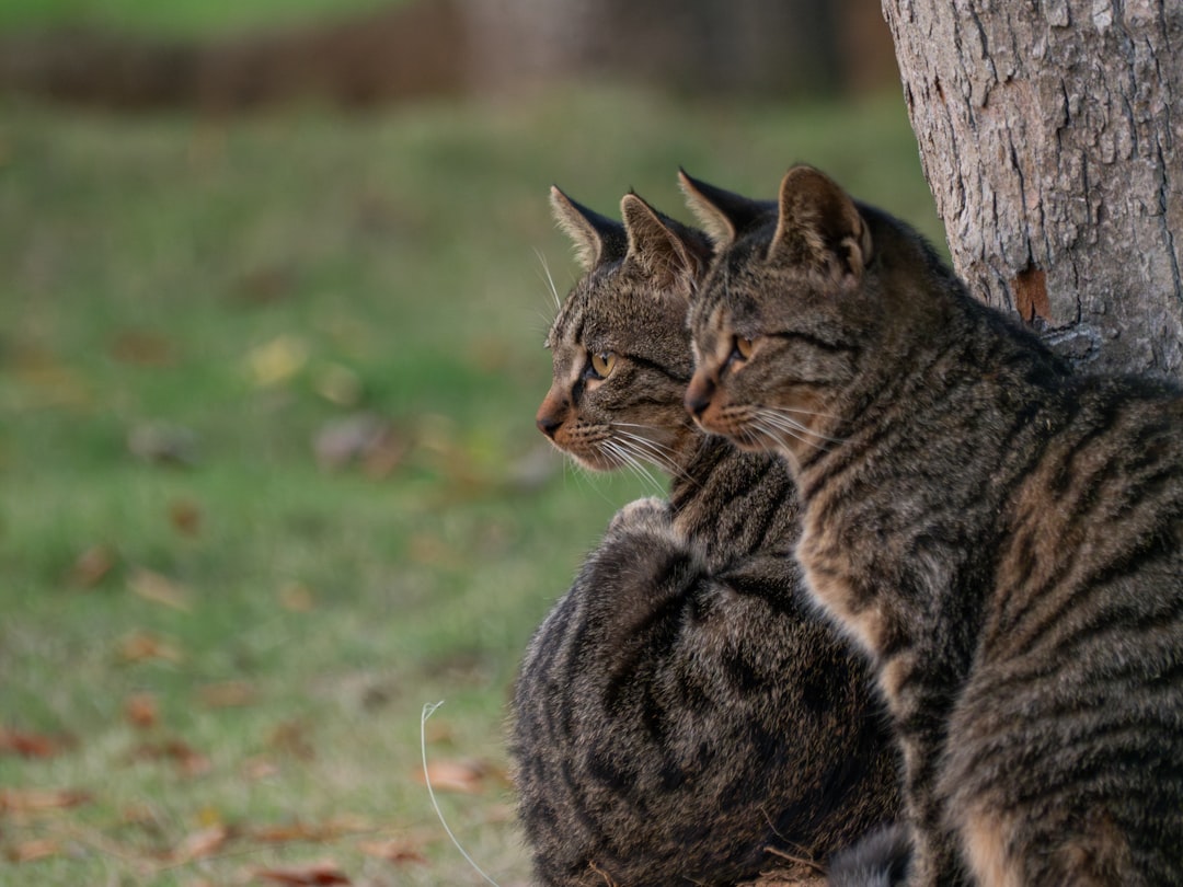 Ako sa môže mačka nakaziť toxoplazmózou podľa vedy