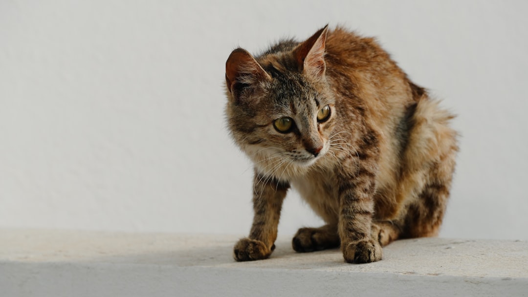 Bombay Kedi Irkı Özellikleri ve Bakımı Hakkında Bilimsel Bilgi