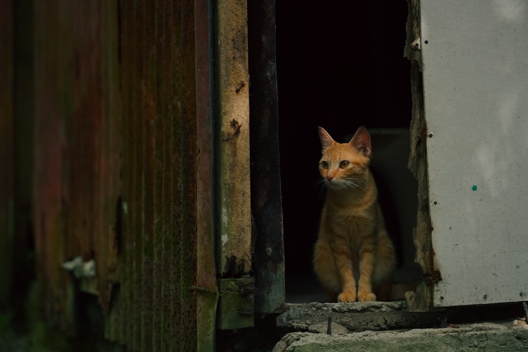 Briti kasside geneetiline areng ja tõuomaduste päritolu