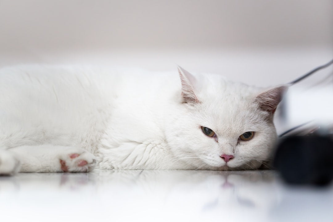 Varför trampar katter – vetenskapen bakom beteendet