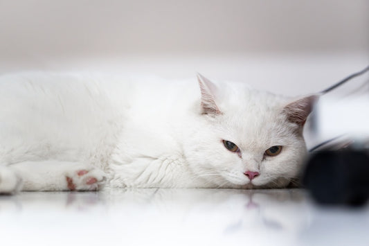 Varför trampar katter – vetenskapen bakom beteendet