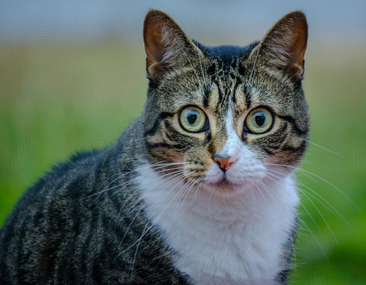 Vetenskapligt svar på hur länge man kan lämna en katt ensam