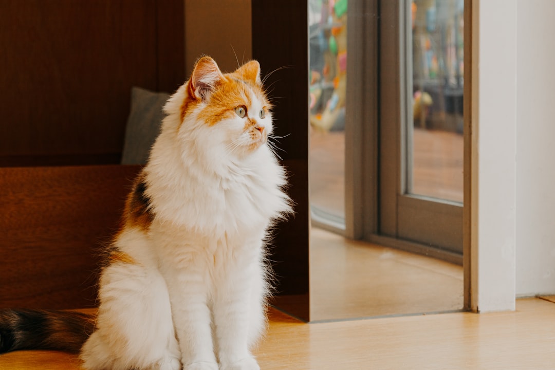 How Much Does It Cost to Spay a Cat Scientifically Explained