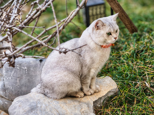 Vetenskaplig förklaring: varför kissar katten i sängen