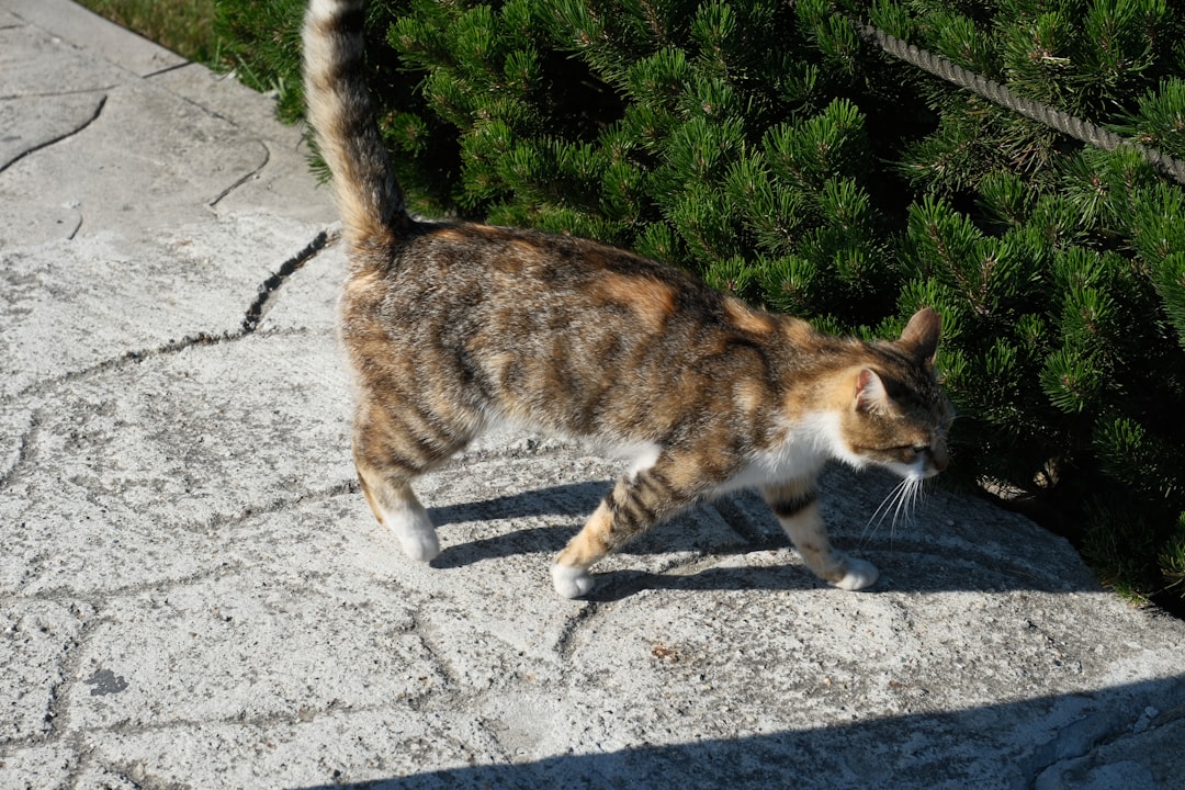 När blir catter könsmogna Vetenskaplig fakta och tidslinje