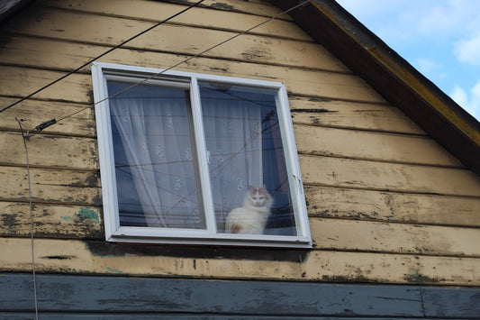 Vetenskaplig genomgång av vad det kostar att kastrera en katt