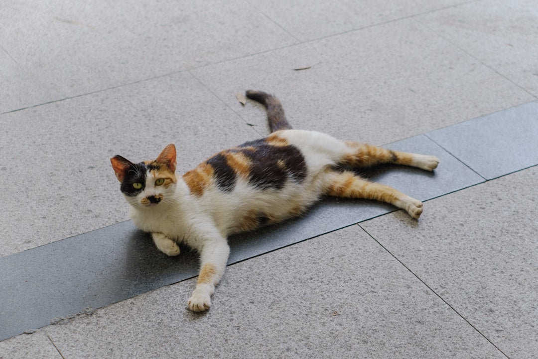 Hur mycket ska en katt äta per dag enligt vetenskapen