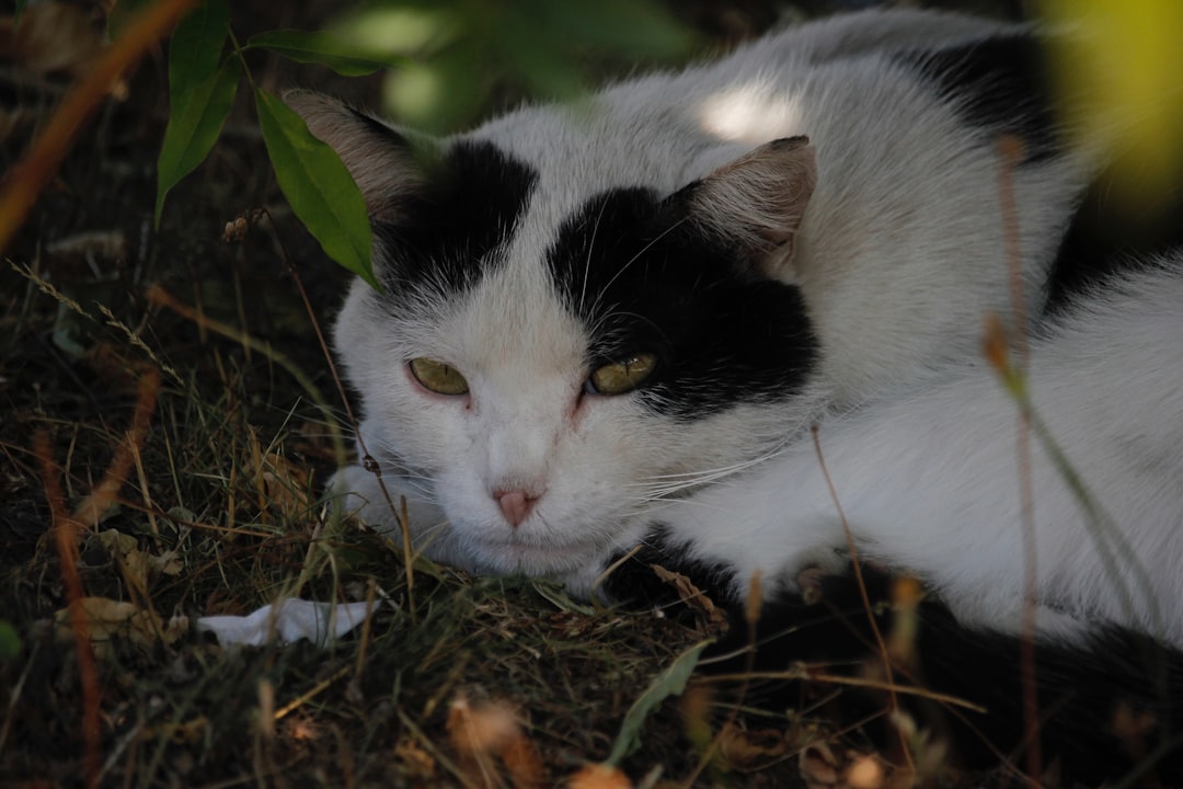 Varför slickar katten på mig enligt forskning