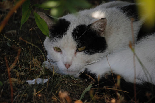 Varför slickar katten på mig enligt forskning