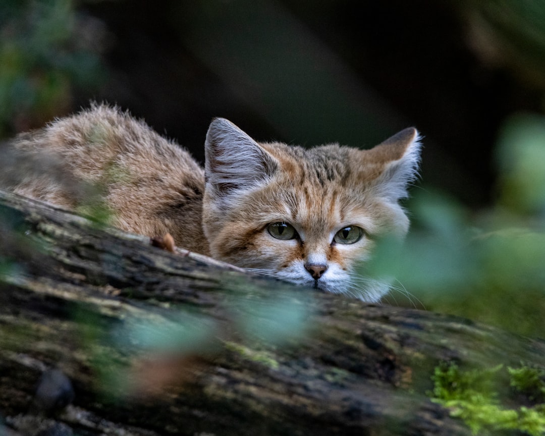 Come un gatto in tangenziale 3 spiegato dalla scienza