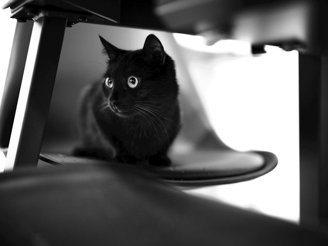 Kedi Dilli Pasta Tarifi Bilimsel Olarak Nasıl Mükemmelleşir