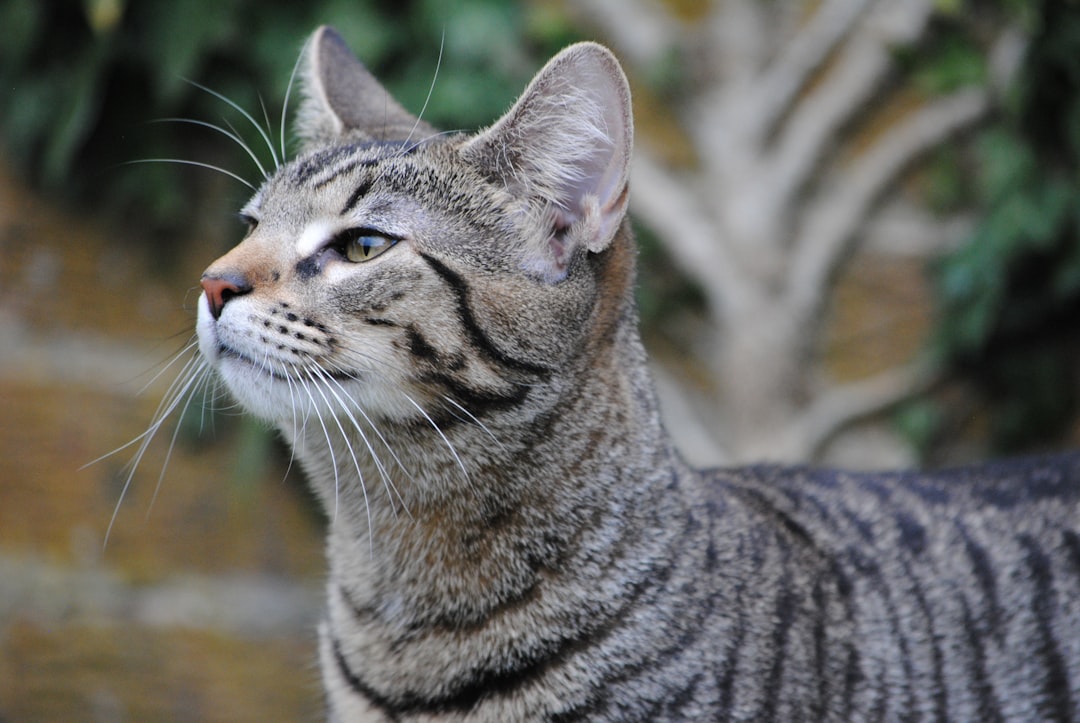 Análisis científico del fenómeno web Porn Gate Com