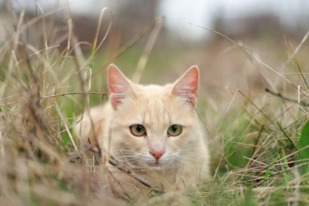 Chat orange clair dans l’herbe, illustrant la beauté des animaux et accessoires pour chats.