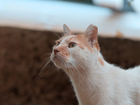 När blir en katt könsmogen Vetenskaplig förklaring och fakta