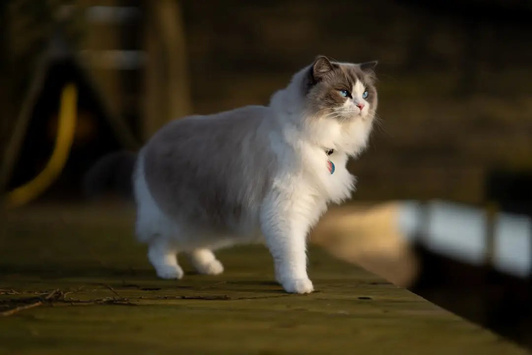 Chat gris et blanc fluffy dans Cabo de Gata, une joya natural offrant paysages impressionnants.