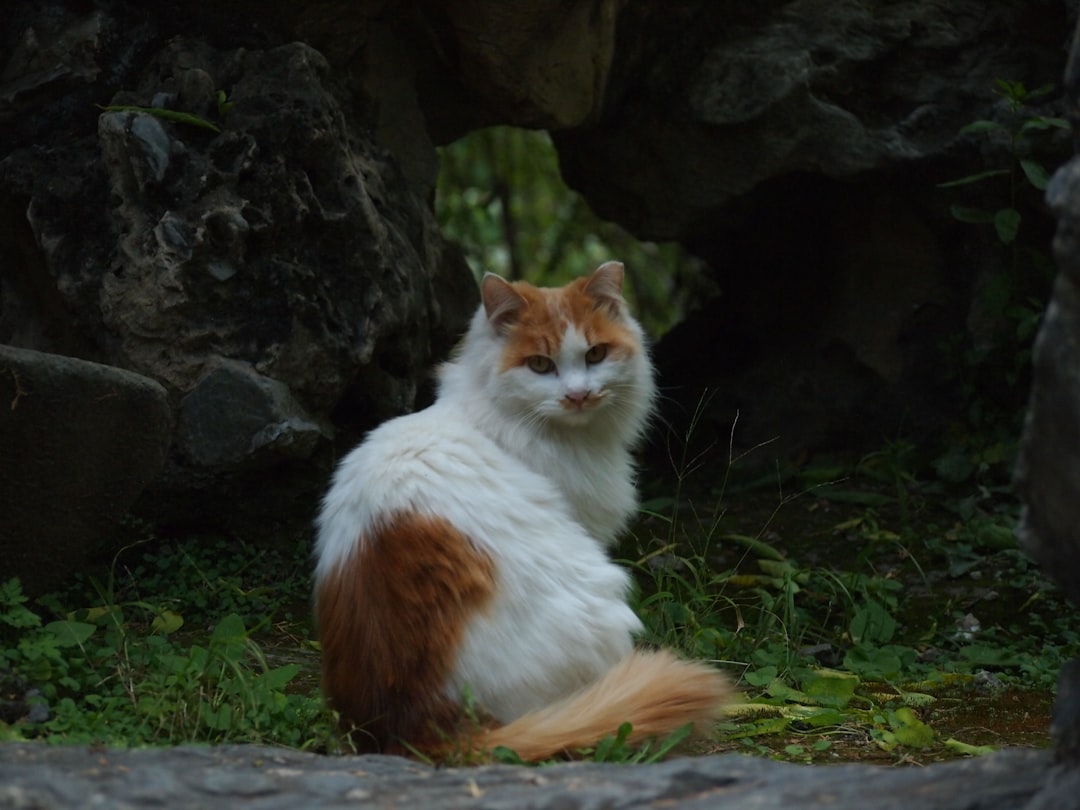 Hur många tänder har en katt enligt veterinärvetenskapen