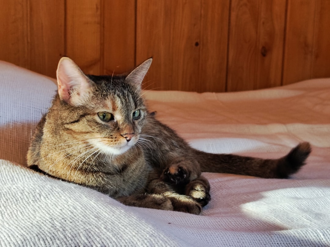 Sætt lítið samband kattar og músar útskýrt með vísindum