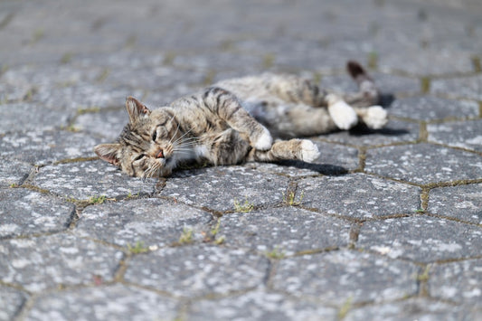 Hur gammal kan en katt bli enligt vetenskapen