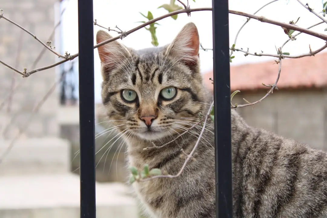 Chat tigré derrière des barreaux, explorant si le lavender est sûr pour les chats.