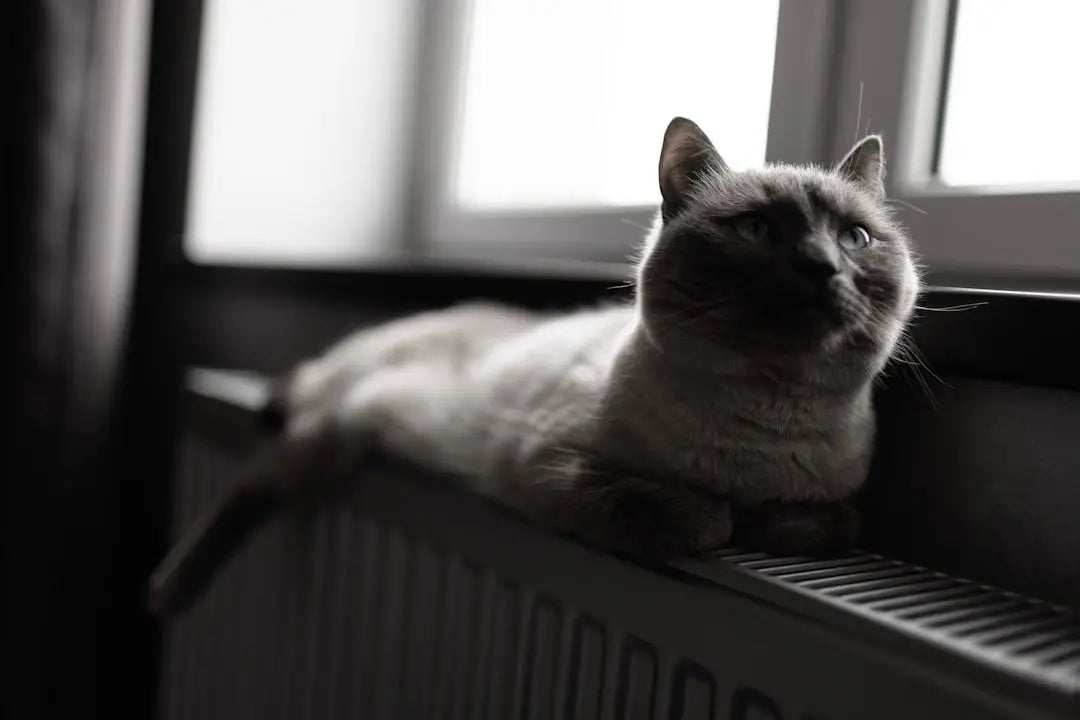 Chat gris détendu illustrant la santé dentaire et l’anatomie buccale des chats.