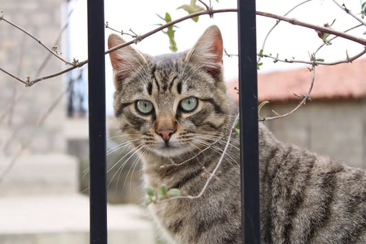 Un chat tigré derrière des barreaux, illustrant l’espérance de vie de votre chat.