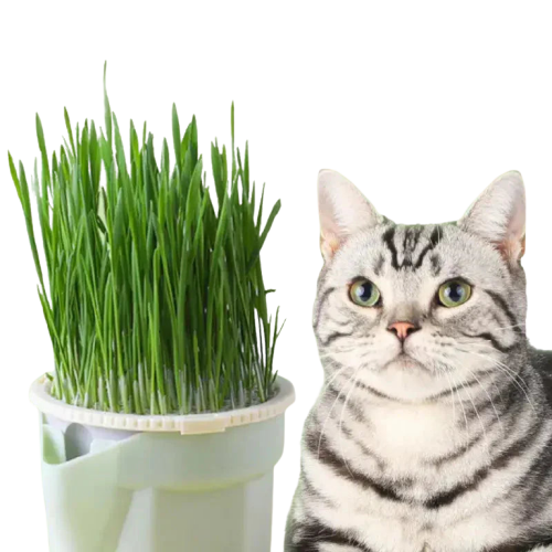 Menthe aux chats : Un chat assis à côté d’un pot d’herbe grasse Transparent Background