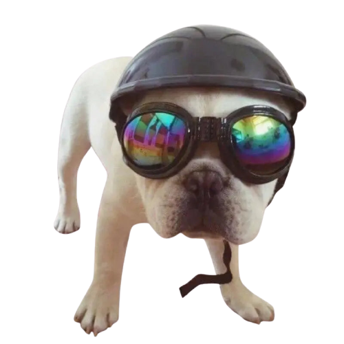 Casquette pour Chien & Lunettes de Motard Transparent Background