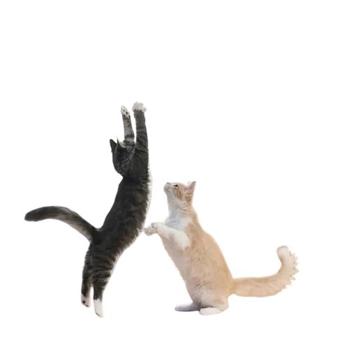 Deux chats jouant avec un jouet interactif pour oiseaux dans le salon, meilleur divertissement dintérieur pour animaux de compagnie Transparent Background