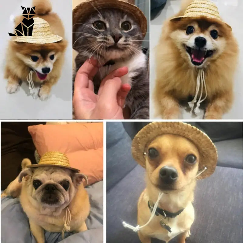 Chapeau pour Chien Paille Tropical