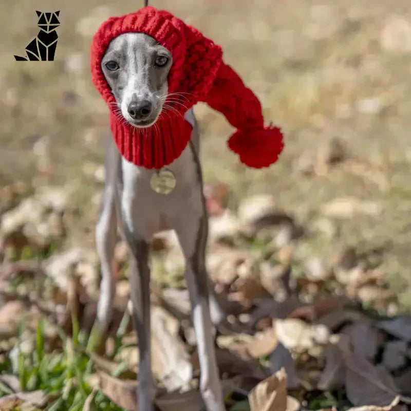 Petit chien en rouge Chapeau pour chien en laine - Protection thermique, confort doux - Look chien mignon pour l’hiver