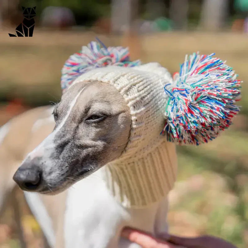 Chien promenades hivernales : Chien en pull douillet avec pompon de ’Chapeau de chien pour promenades hivernales’