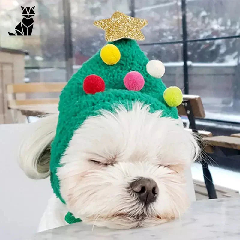 Bonnet festif père Noël pour chat modelé par un chien avec une étoile en guise d’accessoire