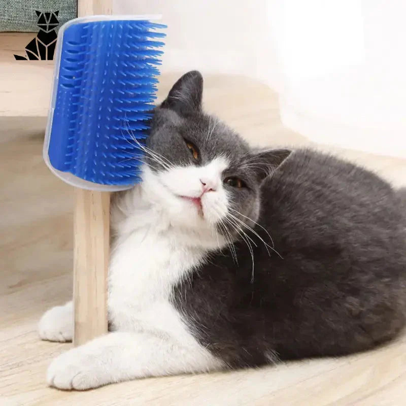 Chat jouant avec la brosse pour chats Easily Fixed sur le sol