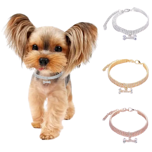 Chien élégant avec orné Collier pour chien en diamant, avec pendentif en forme d’os sur une chaîne de collier brillante Transparent Background