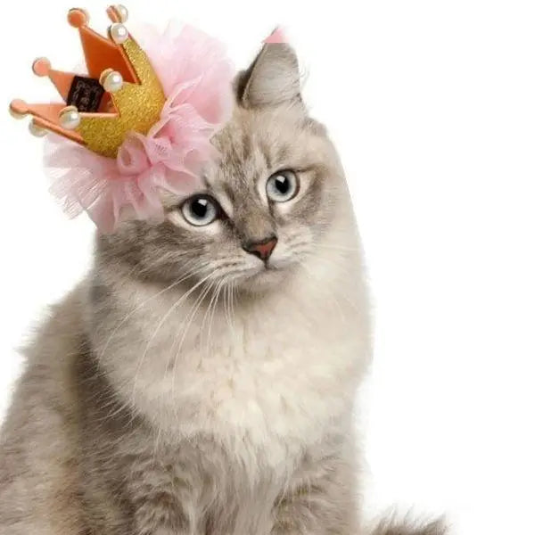 Chapeau pour Chat Princesse