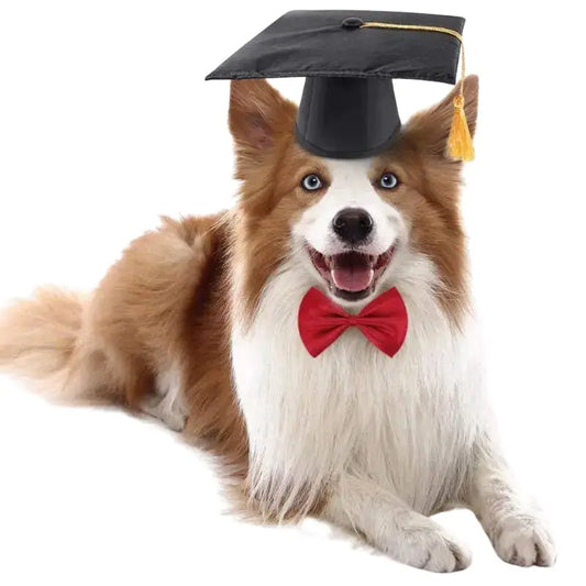 Chapeau pour Chien Haut de Forme Diplomé Transparent Background