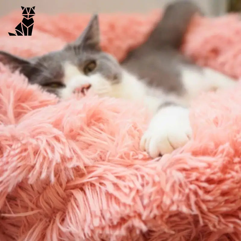 Coussin pour chat ❘ NuageCats™