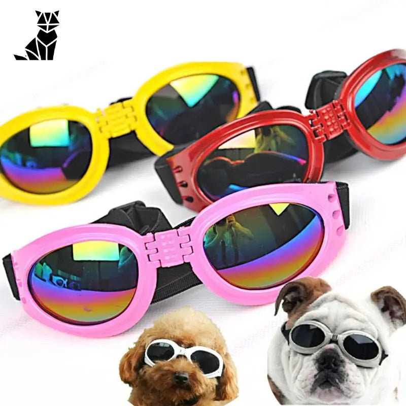 Casquette pour Chien & Lunettes de Motard