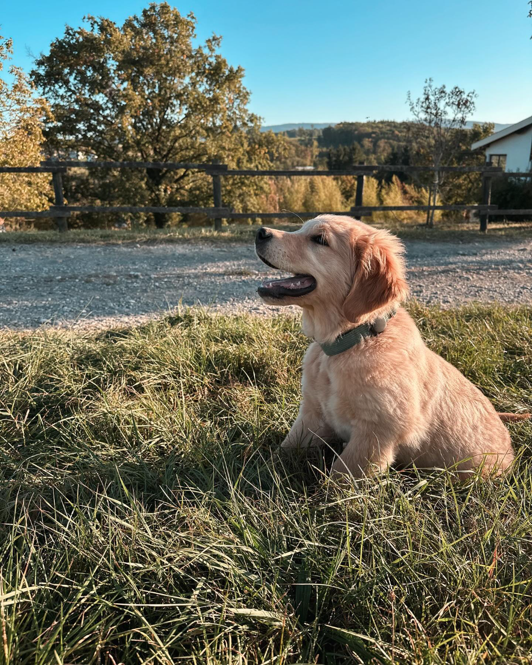 Harnais Chien Personnalisé Velours Côtelé Vert