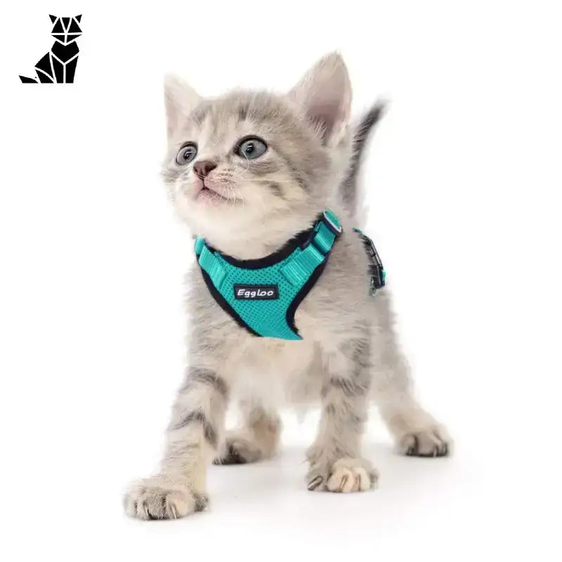 Harnais Pour Chaton Petzeal: Belles Promenades En Petite Taille