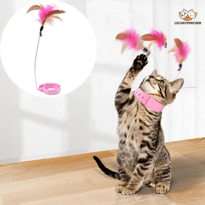 Chat jouant avec un jouet à plumes Play Together with CatyPlume ensemble