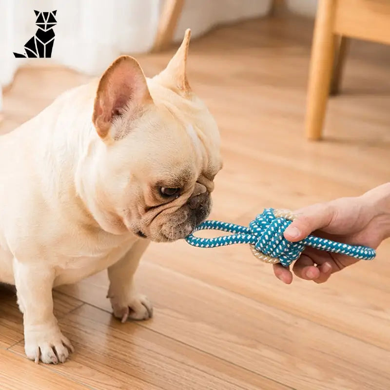 Un chien jouet interactif, nourri par une personne avec le Sturdy Linen Dog Rope Chew Toy