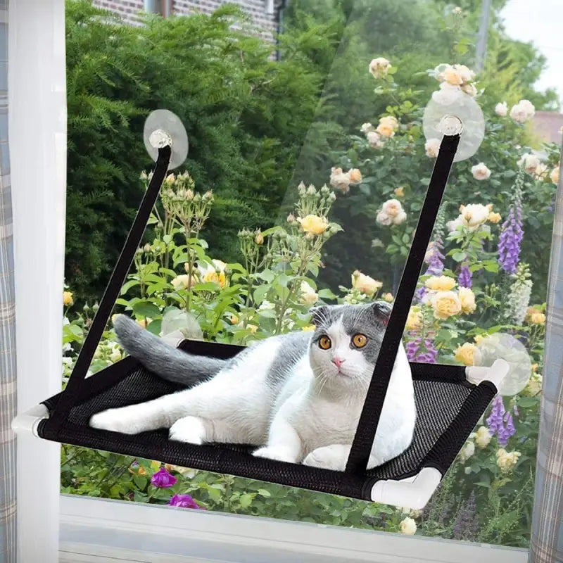 Chat se relaxant sur une balançoire confortable en toile attachée à un hamac de fenêtre pour chats